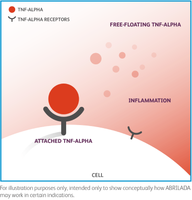 Illustration of how ABRILADA™ (adalimumab-afzb) may work in certain indications.